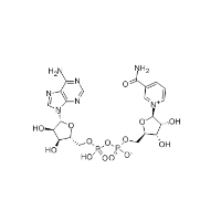 β-Nicotinamide adenine dinucleotide