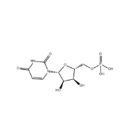 Uridine 5'-monophosphate