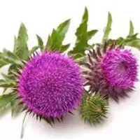 milk thistle seed extract