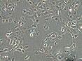 ES2 peptide
